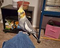 young-bird-for-sale-in-denton-tx