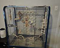 bird-parrot-for-sale-in-denton-tx