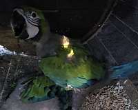 exotic-bird-for-sale-in-new-port-richey-fl