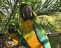 blue-green-bird-for-sale-in-new-port-richey-fl