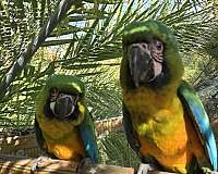 hybrid-macaw-for-sale-in-new-port-richey-fl