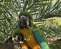 cute-bird-for-sale-in-new-port-richey-fl