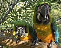 exotic-bird-for-sale-in-new-port-richey-fl