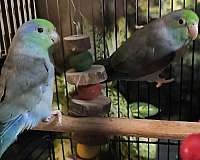 parrotlet-for-sale-in-brockton-ma