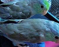 young-bird-for-sale-in-brockton-ma