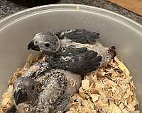 baby-bird-for-sale-in-lincoln-ne