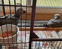 african-grey-parrot-for-sale