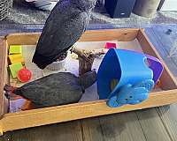 baby-african-grey-parrot-for-sale