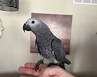 african-grey-parrot-for-sale