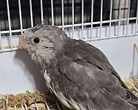 young-bird-for-sale-in-warner-robins-ga