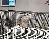 cockatiel-for-sale