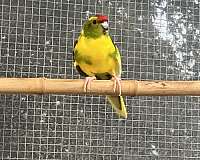 adult-kakarikis-soft-bills-other-for-sale