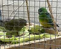 red-rumped-parakeet-for-sale-in-orange-beach-al