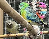 red-rumped-parakeet-for-sale