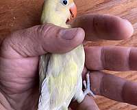 lovebird-for-sale