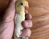 lovebird-for-sale-in-stockton-ca