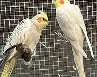 small-bird-for-sale-in-orange-beach-al