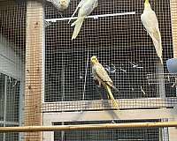 bird-parrot-for-sale-in-orange-beach-al