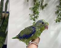 parrotlet-for-sale