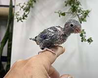 baby-parrotlet-for-sale