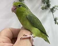 parrotlet-for-sale