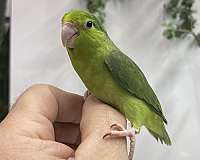 parrotlet-for-sale-in-hillside-nj