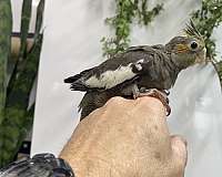 cockatiel-for-sale-in-hillside-nj