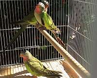 medium-princess-of-wales-parakeet-for-sale