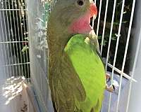 princess-of-wales-parakeet-for-sale