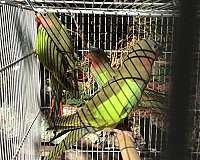 young-princess-of-wales-parakeet-for-sale