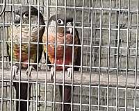 green-cheek-conure-for-sale