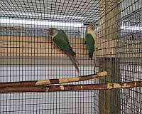 green-cheek-conure-for-sale-in-richmond-va