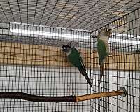 mature-green-cheek-conure-for-sale