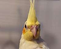 lutino-white-cute-bird-for-sale