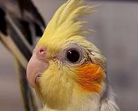 lutino-white-pet-bird-for-sale