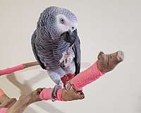 congo-african-grey-parrot-for-sale-in-pittsboro-nc