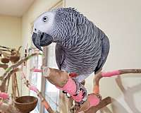 adult-bird-for-sale-in-pittsboro-nc