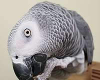 african-grey-parrot-for-sale-in-pittsboro-nc