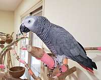 macaw-for-sale-in-pittsboro-nc