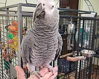 parrot-for-sale-in-pittsboro-nc