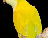 opaline-bird-for-sale-in-vidor-tx