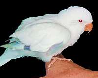 blue-bird-for-sale-in-vidor-tx