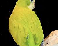 yellow-bird-for-sale-in-vidor-tx