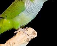 green-bird-for-sale-in-vidor-tx