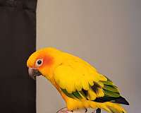 green-sun-conure-for-sale