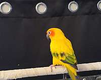 orange-sun-conure-for-sale