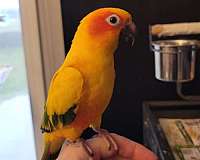 sun-conure-for-sale