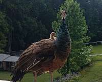 bird-for-sale-in-hampstead-md