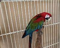 green-wing-macaw-for-sale