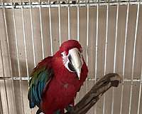 crimson-green-wing-macaw-for-sale